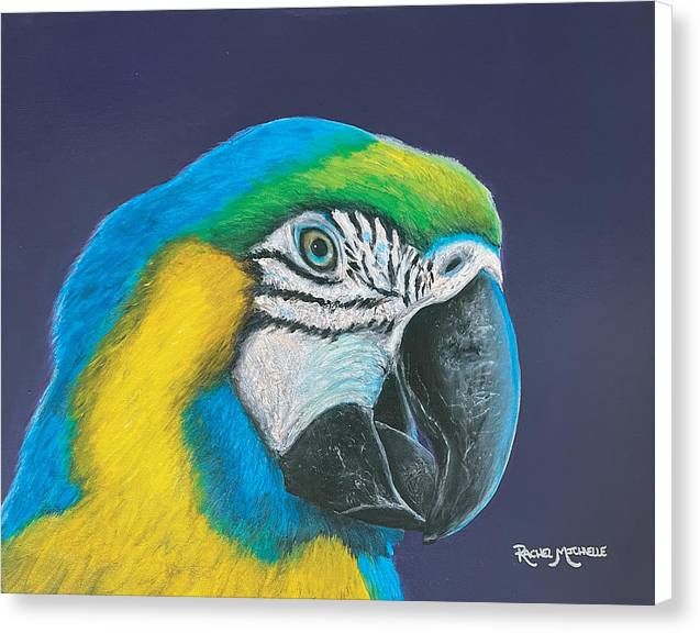 Azul - Canvas Print by Rachel Michelle