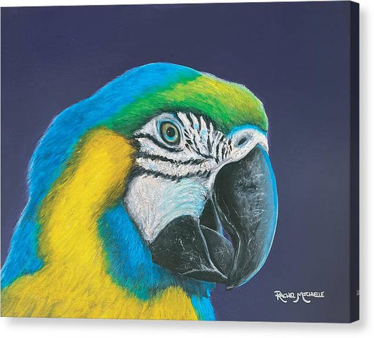 Azul - Canvas Print by Rachel Michelle